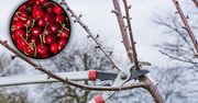 Masz w ogrodzie czereśnię? Zrób to wiosną, a w sezonie obsypie się owocami