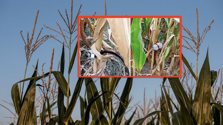 Rolnicy ostrzegają się przed akcjami wandali na polach kukurydzy