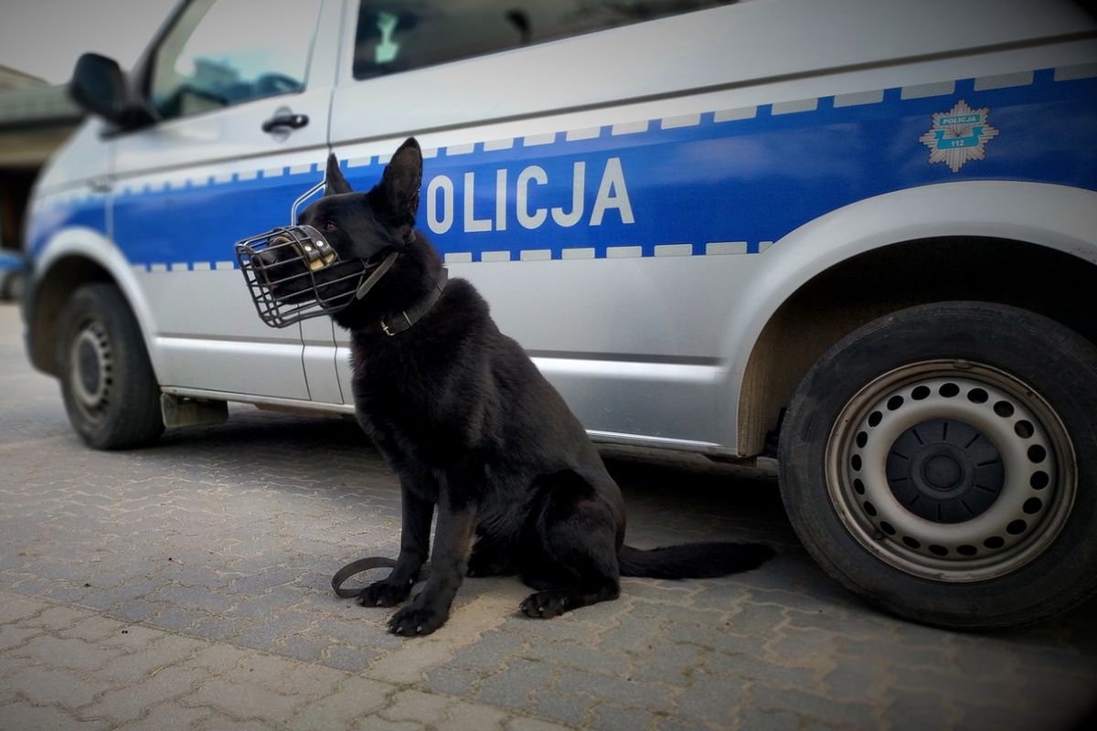 Na widok policjantek zaczął uciekać. Na szczęście był z nimi "Demon"