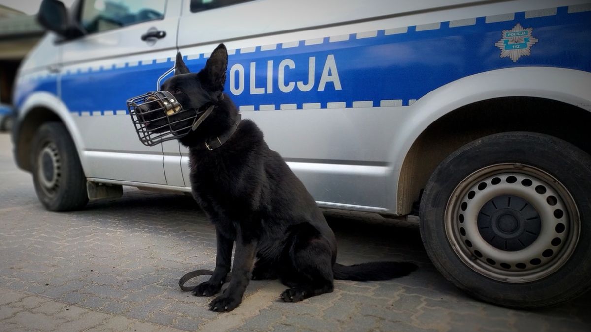 "Demon" pomógł funkcjonariuszkom policji wytropić kierowcę, którzy przekroczył prędkość i nie zatrzymał się do kontroli 