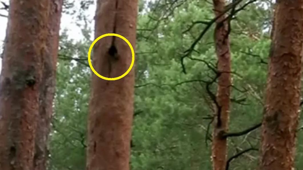 Jerzyk wlatujący do dziupli.