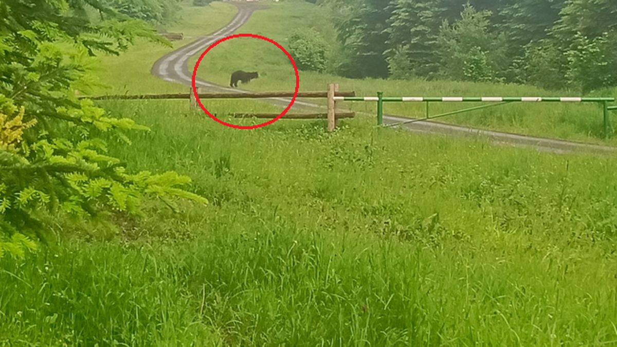 Niedźwiedzie zabiły stado kóz. "Boimy się wszyscy"