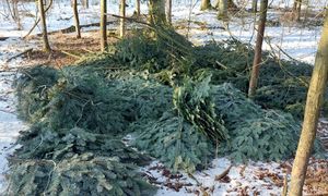 Oto, co zostało z młodych drzew. Sprawa trafi do sądu