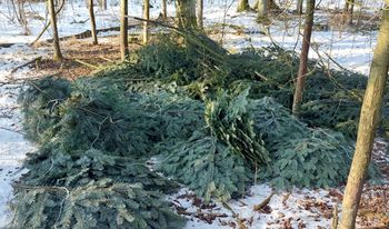 Oto, co zostało z młodych drzew. Sprawa trafi do sądu
