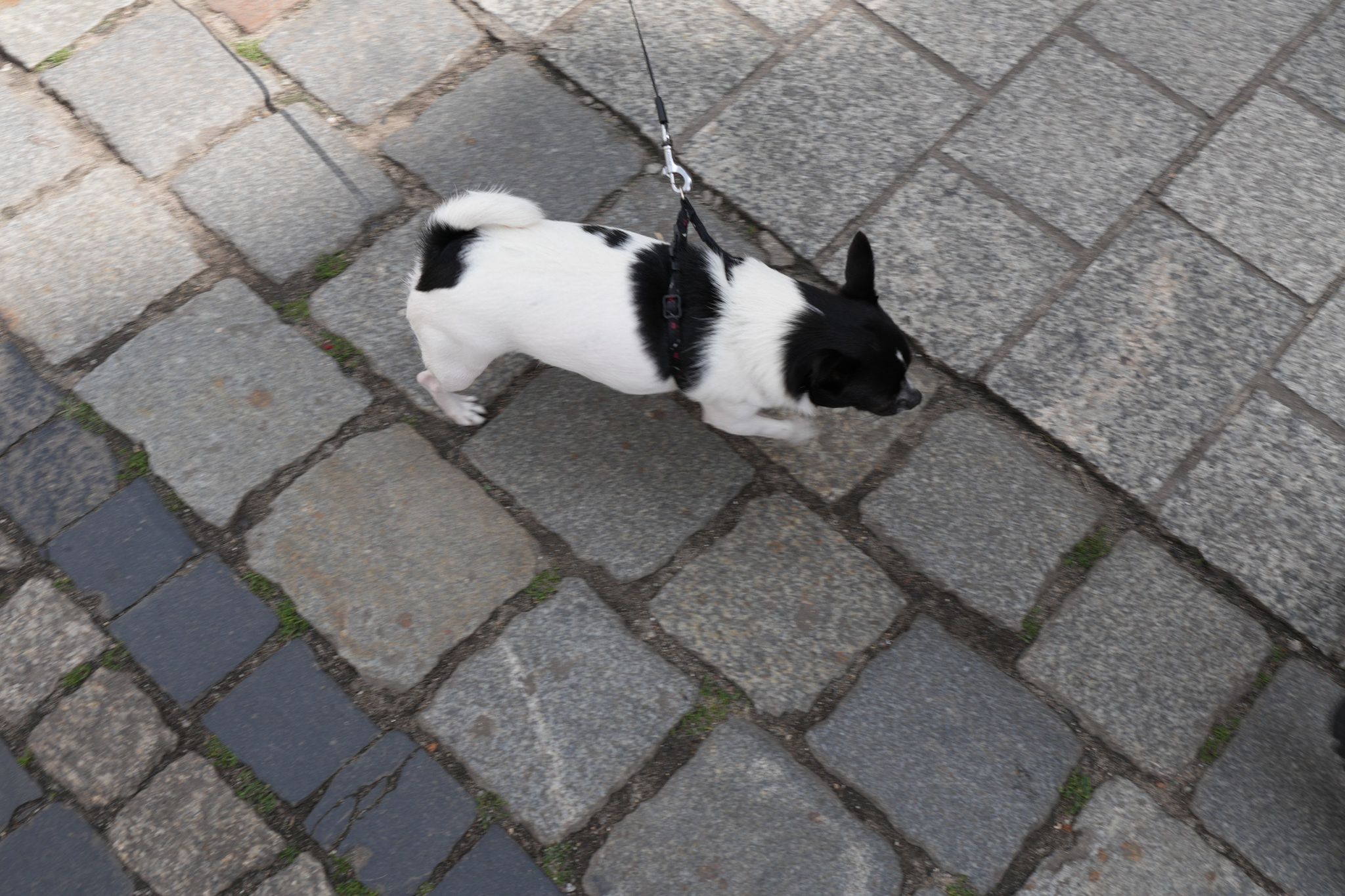 Zdjęcie przykładowe zrobione Sony A6700.