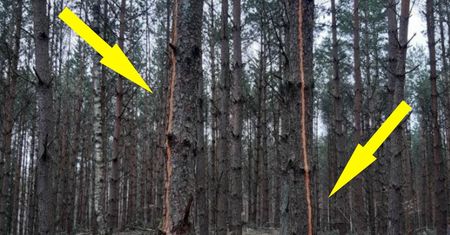 Widzieliście to w lesie? Zaskakujące wytłumaczenie leśników