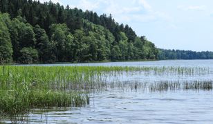 Holandia. Wstrząsająca sytuacja. Zdradził go monitoring