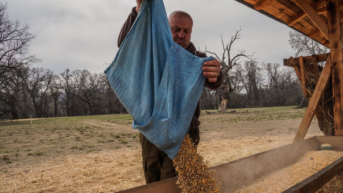 KRICHIM, BULGARIA - MARCH 09: Angel Krastev, 49 years-old loads feeders with corn for European fallow deer and mouflons in the Krichim state hunting estate on March 9, 2023 in Krichim, Bulgaria. With soaring energy prices this winter, the consumption of wood for fuel has caused an uptick in illegal logging and wood-theft in Europe. In Bulgaria, legislation protects the last remaining virgin forests, known as old-growth forests. (Photo by Hristo Rusev/Getty Images)