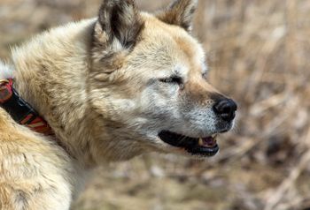 Pies Timo umierał w męczarniach. Właściciel skazany na więzienie