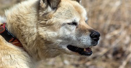Pies Timo umierał w męczarniach. Właściciel skazany na więzienie
