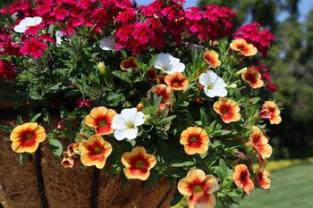 Wystaw zamiast pelargonii. Kolorowe kaskady kwiatów wyleją się z balkonu