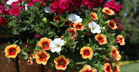 Wystaw zamiast pelargonii. Kolorowe kaskady kwiatów wyleją się z balkonu