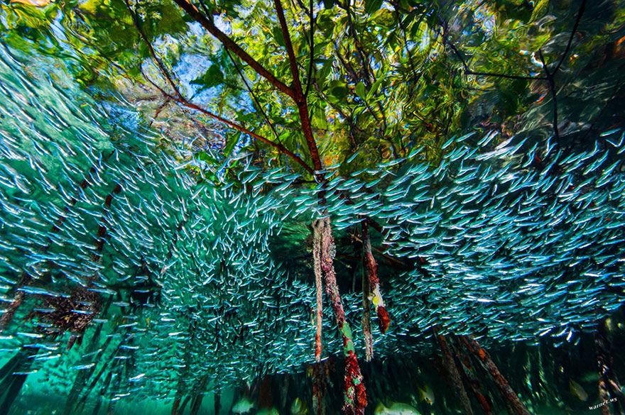 Oto najlepsze fotografie 2016 roku według magazynu National Geographic 6