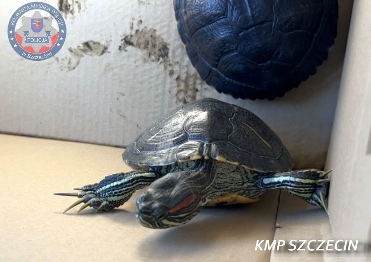 42-latka szukała domu dla swoich żółwi. Pojawiła się policja