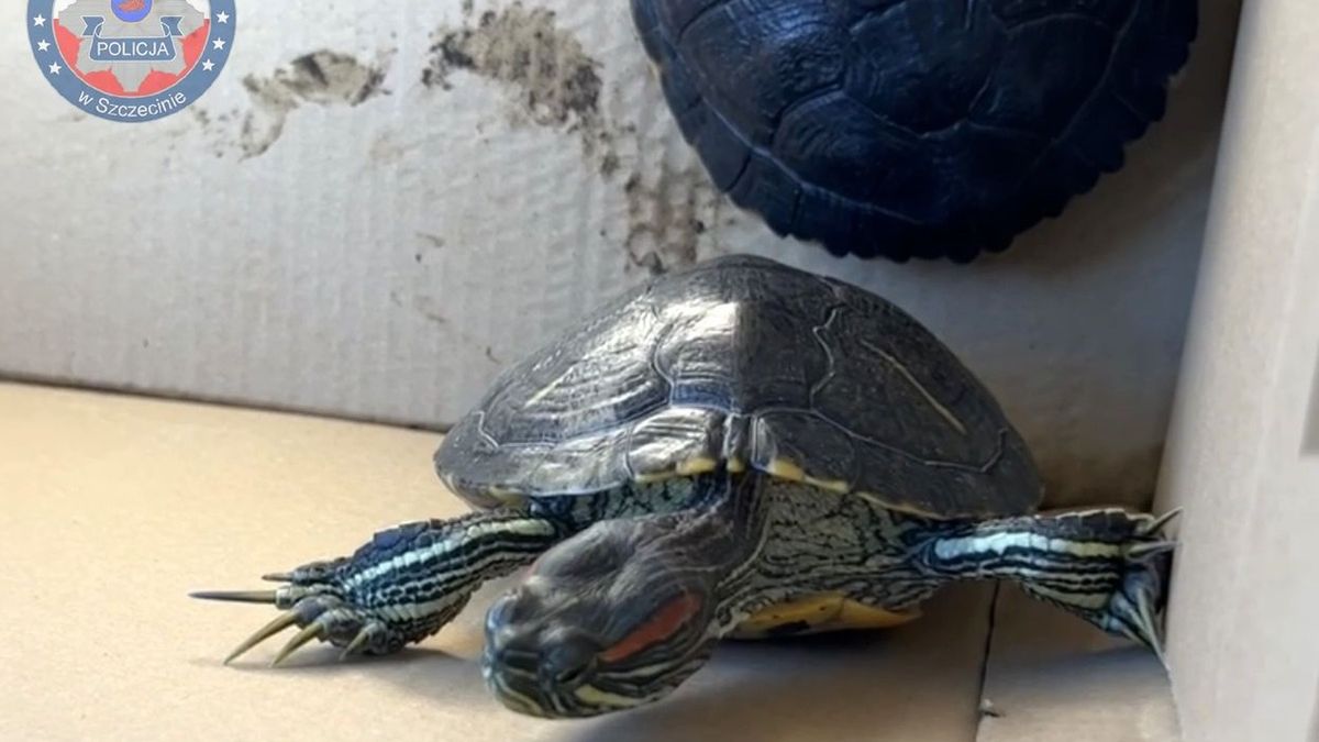 Kobieta chciała  sprzedać dwa żółwie, które okazały się gatunkami inwazyjnymi