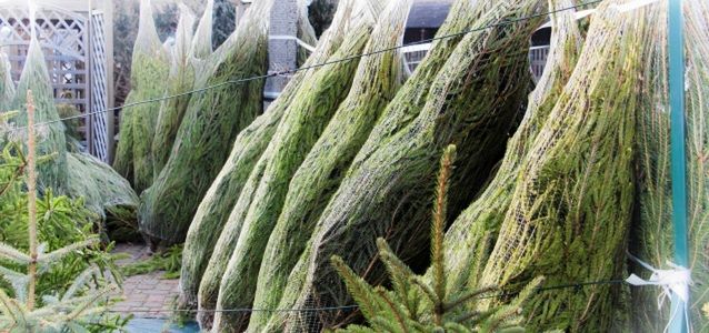 Jak przygotować choinkę przed przystrojeniem?