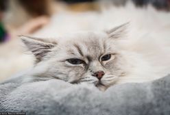 Jesteś kociarzem? Wstyd nie znać odpowiedzi