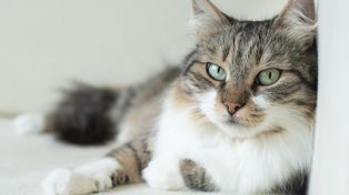 Chodzi za tobą nawet do łazienki? To powód