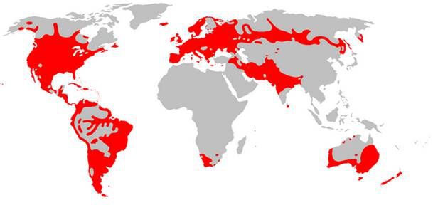 Współczesny zasięg języków indoeuropejskich (Fot. Wikimedia Commons)