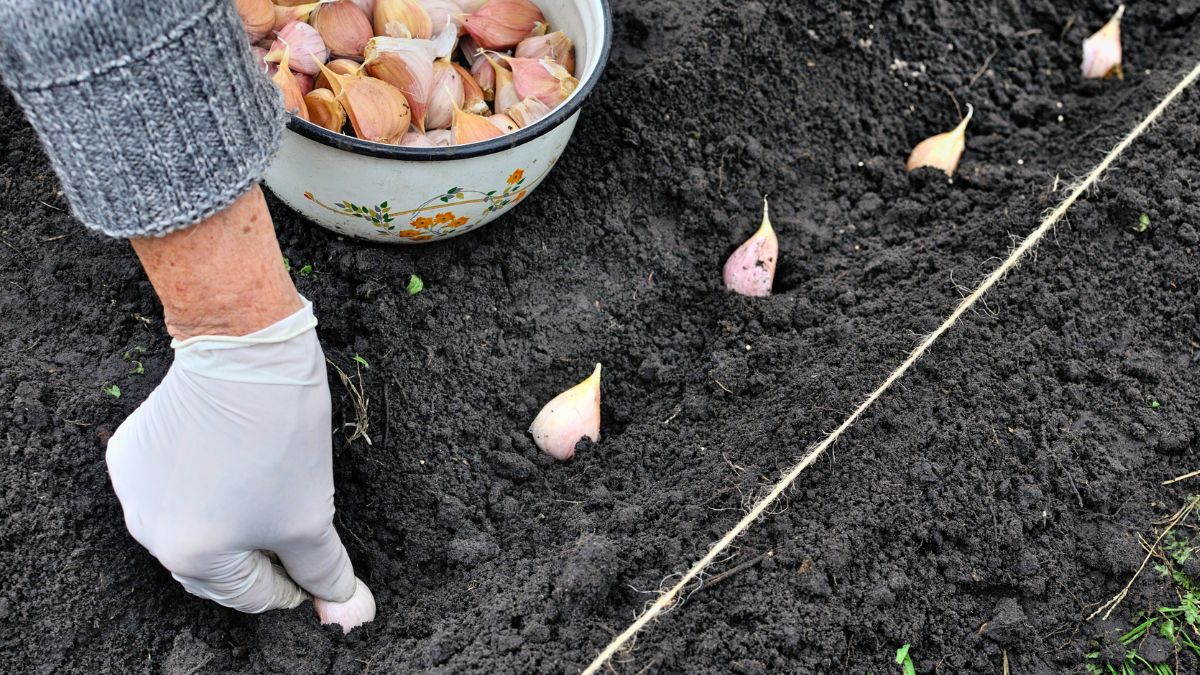 Teraz już wiem, kiedy i jak sadzić czosnek 