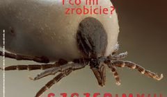 „Szczepimy! Zapobiegamy!” - Fundacja Aby Żyć ostrzega przez kleszczowym zapaleniem mózgu (wideo)