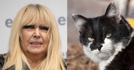 Maryla Rodowicz uczy swoje koty języka  bułgarskiego