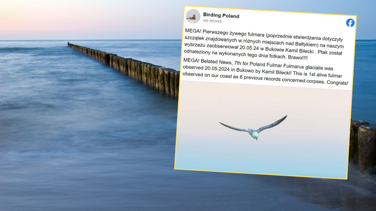Ptak widmo został sfotografowany nad Morzem Bałtyckim 