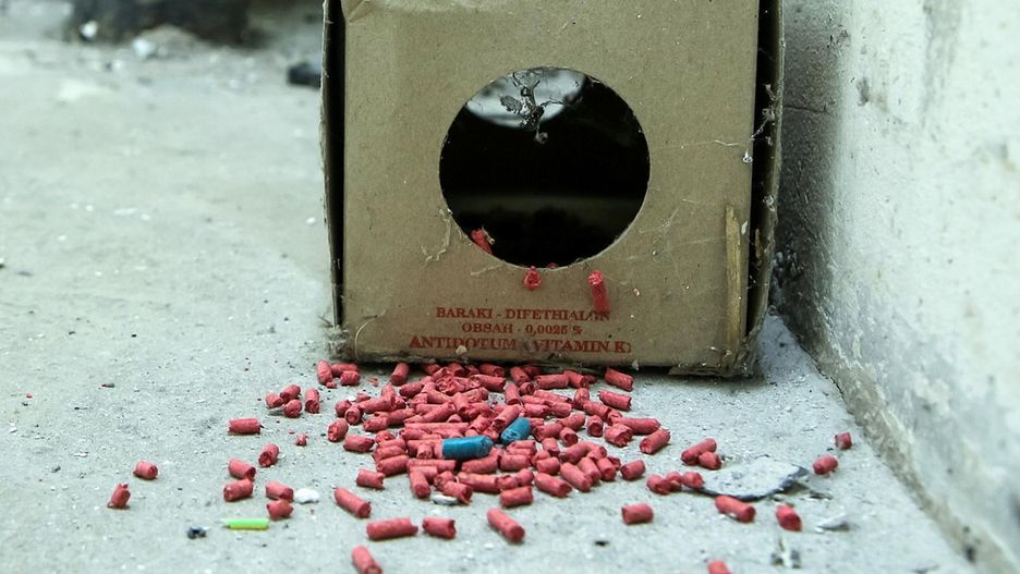 3,5-latka zatruła się środkiem na gryzonie