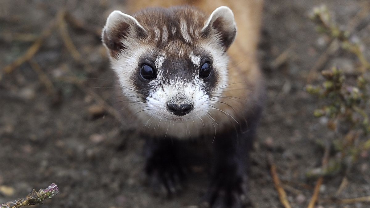 Naukowcy sklonowali zagrożonego wyginięciem tchórza czarnołapego