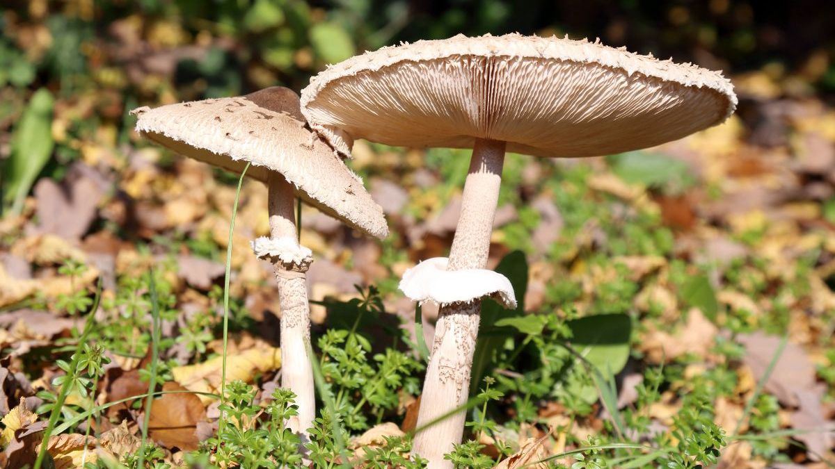 Czubajka kania- Pyszności