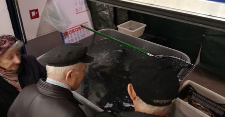 Żywe karpie. Gdzie kupić karpia na święta Bożego Narodzenia?