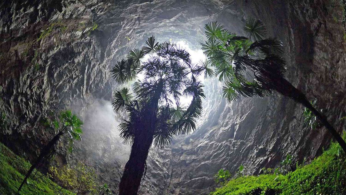 Ekspedycja naukowców odkryła podziemny las, który może skrywać nieznane gatunki roślin i zwierząt