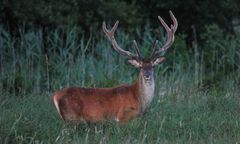 Chwile grozy w Zakopanem. Jeleń zaatakował mężczyznę