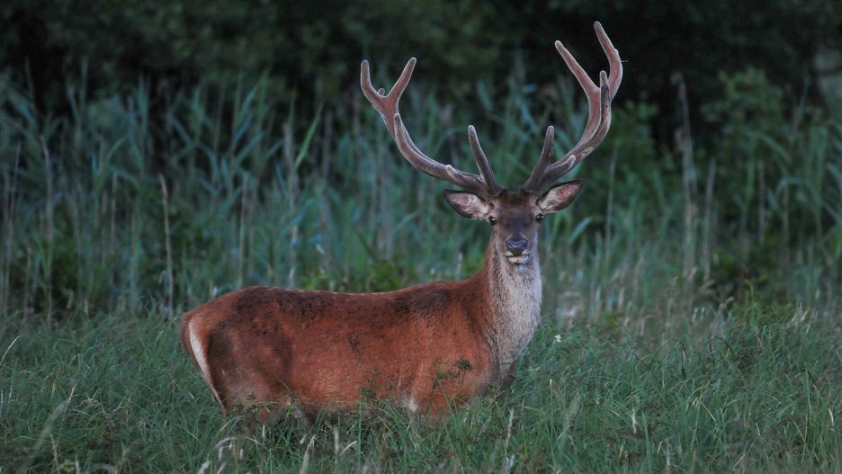 Reporter baza 2020-06-d
05.07.2019 Lasy w okolicach Slupska N/z Jelen szlachetny (Cervus elaphus) Fot. Gerard/REPORTER
Gerard/Reporter