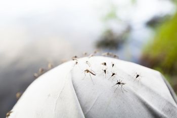 Czy latem grozi nam plaga komarów? Ekspert zabrał głos