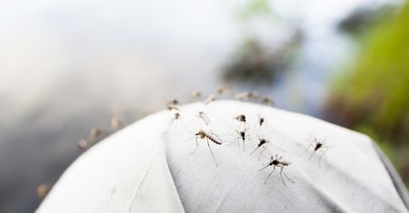 Czy latem grozi nam plaga komarów? Ekspert zabrał głos