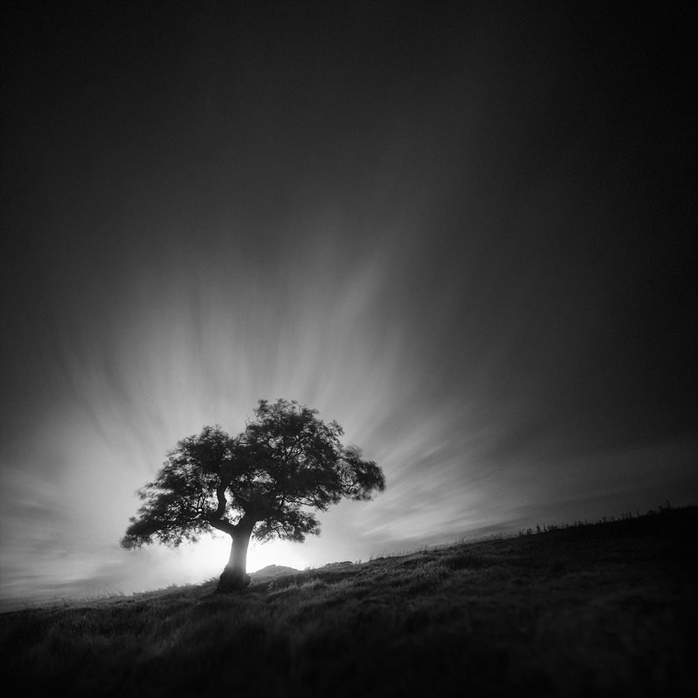 Na ile sposobów można fotografować to samo drzewo? 2