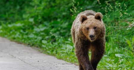 Tuż przy granicy z Polską niedźwiedź zabił grzybiarza