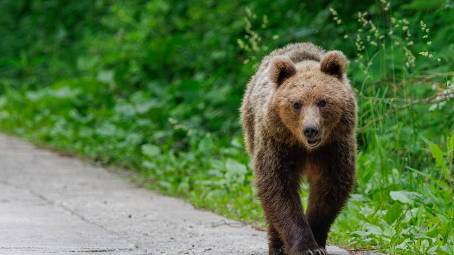 Niedźwiedzie stanowią zagrożenie dla mieszkańców Rumunii 