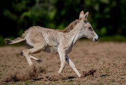 Na świat przyszło najrzadsze zwierzę na świecie. Zoo świętuje