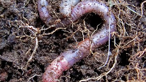 Ponad 575 nowych wersji robaka Koobface 1