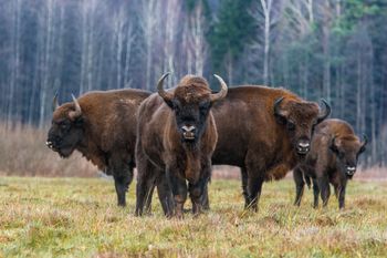 Pryszczyca. Polski park narodowy wprowadza środki zapobiegawcze