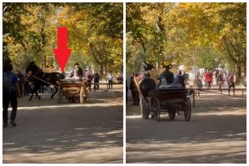 Arabowie w bryczce na nagraniu z Tatr. W sieci zawrzało