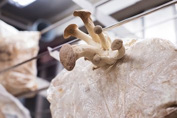 Mykobiotyki: połączenie probiotyku i składników grzybowych