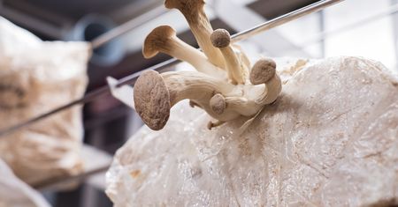Mykobiotyki: połączenie probiotyku i składników grzybowych