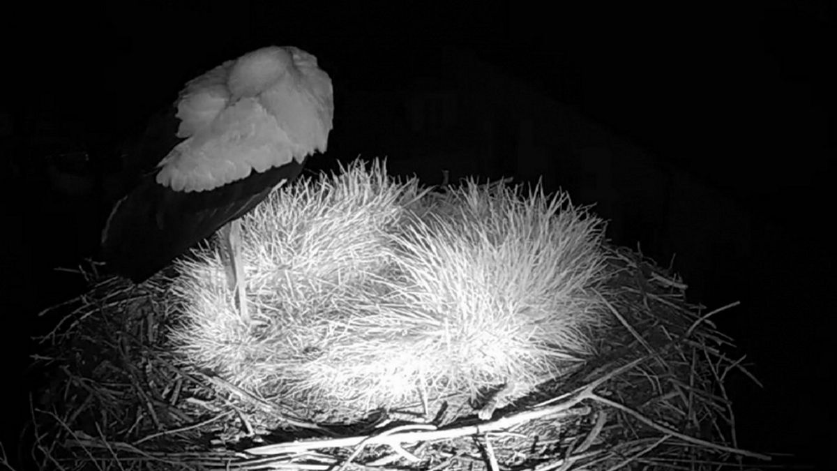 Bocian pojawił się w gnieździe