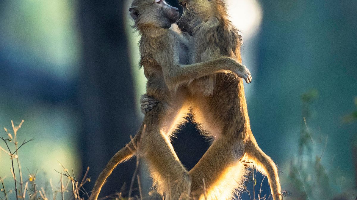 Fotograf podejrzał romantyczną chwilę pawianów. Na szczęście zdążył zrobić zdjęcia 1
