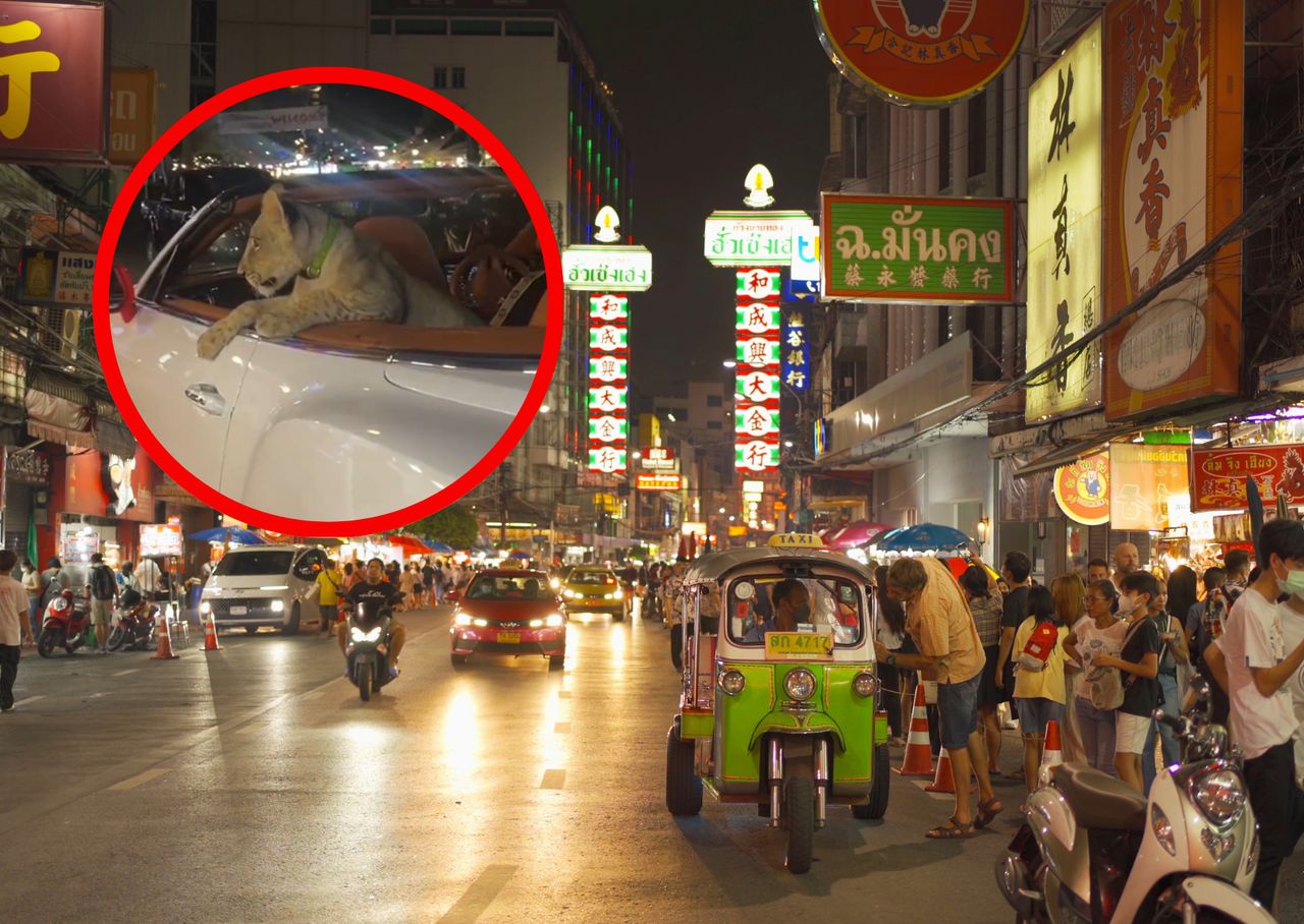 Lion spotted in the backseat of a Bentley: Shocking video prompts police investigation in Thailand