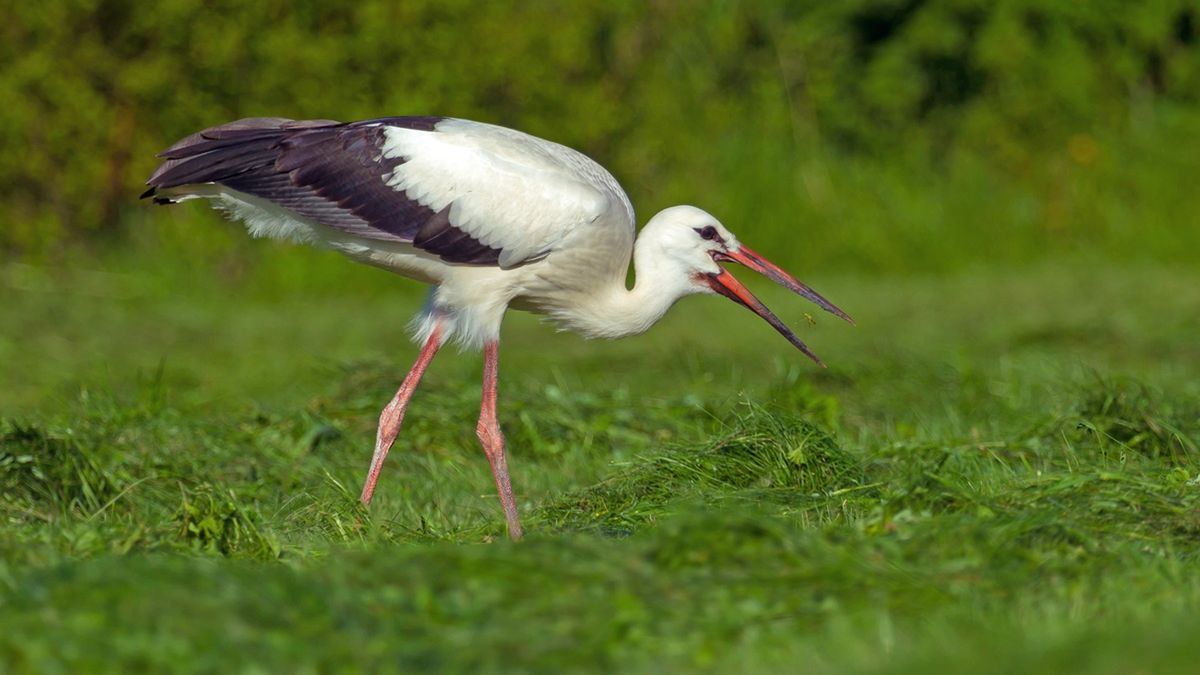Bociany odleciały do Afryki i kontakt się z nimi urwał.