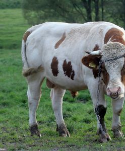 Potężny buhaj terroryzuje wieś